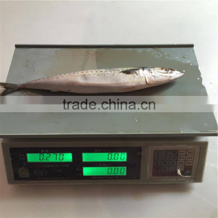 Pacific mackerels frozened pacific mackerel 200-300G for Asia importer