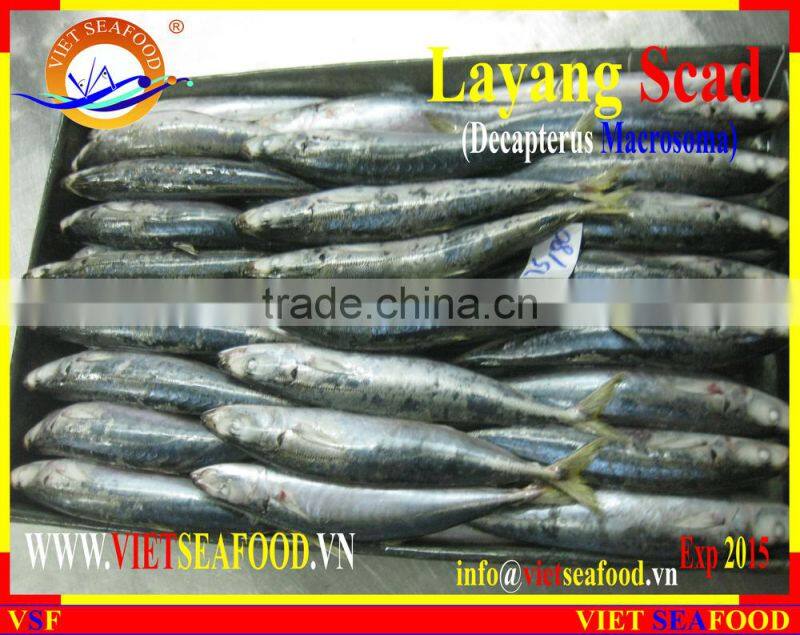 FROZEN LAYANG SCAD (MUROAJI) WHOLE ROUND