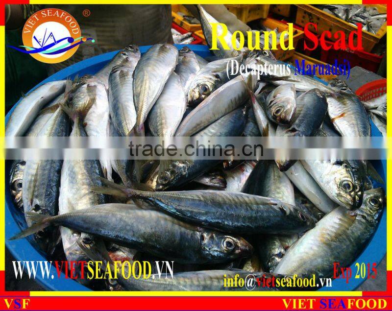 FROZEN MARUADSI WHOLE ROUND (ROUND SCAD)