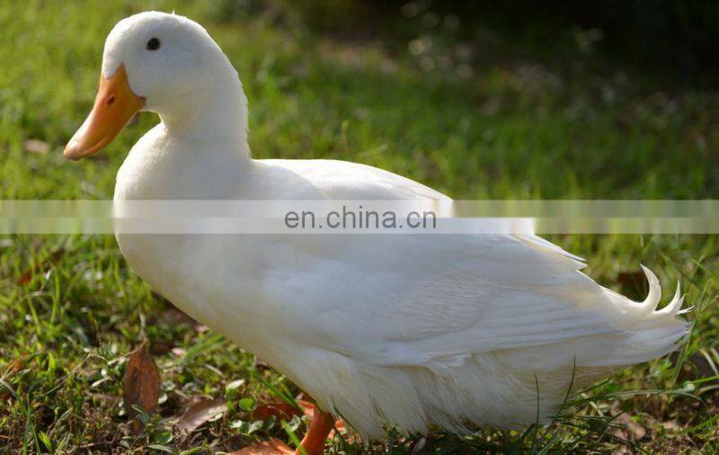 Poultry scalding & plucking combined machine