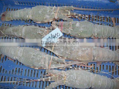 FROZEN RAW LOBSTER WHOLE