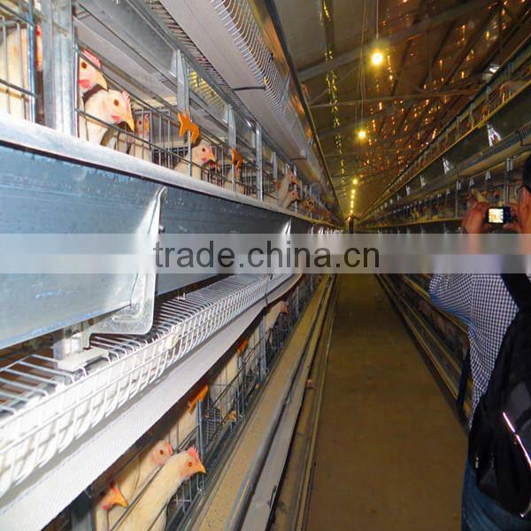 H type automatic layer poultry cages for Nigeria