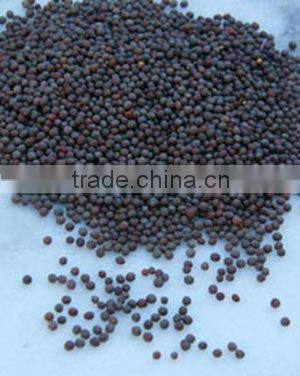Mustard seeds supplier