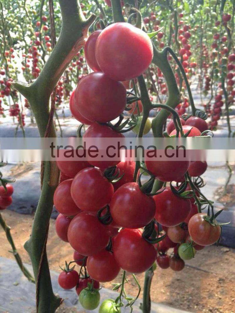 2014 Indeterminate Growth High Yield TY Resistance Pink Cherry Tomato Seeds For Growing-King Pearl