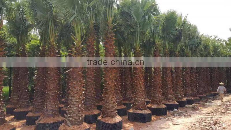 Washingtonia filifera