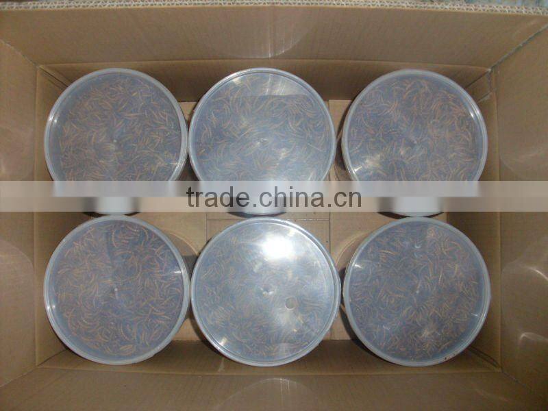 protein natural feed dried mealworm bird food