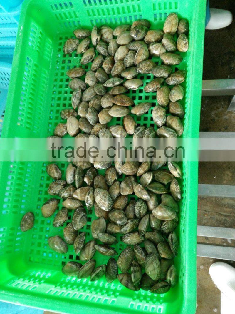 COOKED AND FROZEN SHORT NECKED CLAM