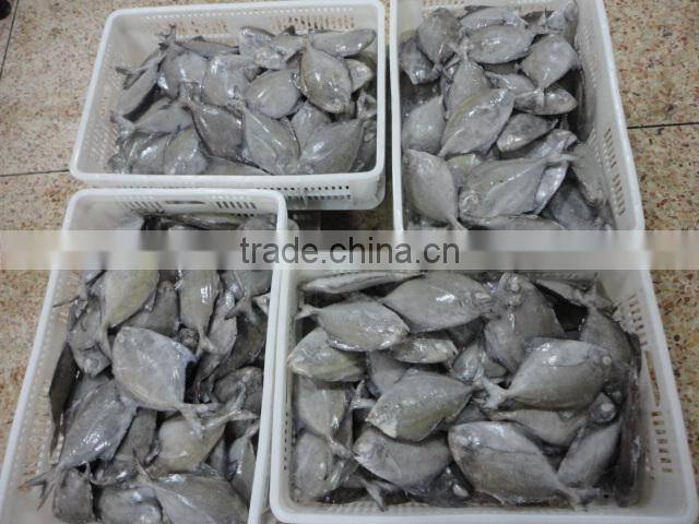 whole round black pomfret fish