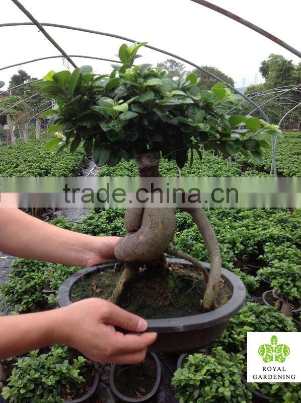 Ficus microcarpa ginseng indoor and outdoor bonsai