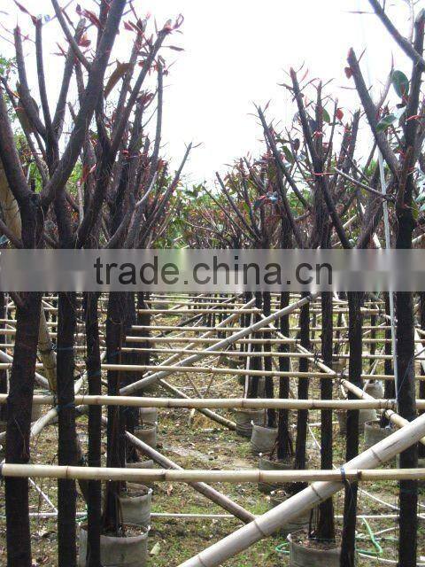 Ficus elastica landscaping trees