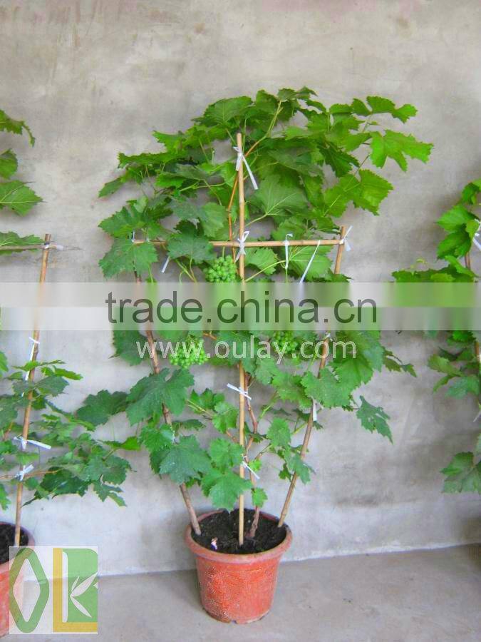 50cm garden bamboo trellis for supporting plants