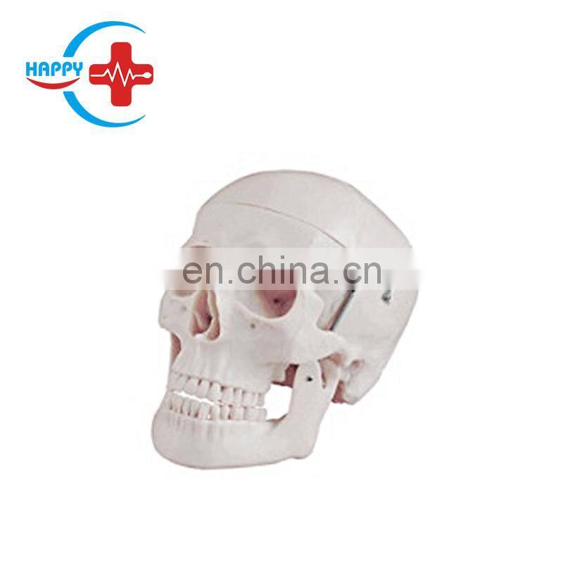 HC-S206 Advanced Medical Teaching Skeleton model/Human Science Plastic Life-Size Colorful Skull model