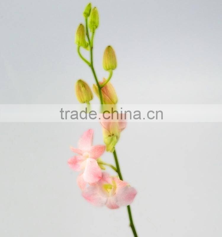 Durable best sell fresh pink color cattleya orchid