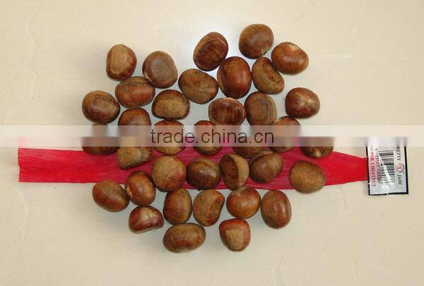 New Chinese Simmondsia chinensis