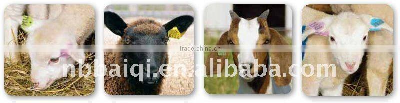 animal pig ear tag ,laser ear tag,ear tag for pig