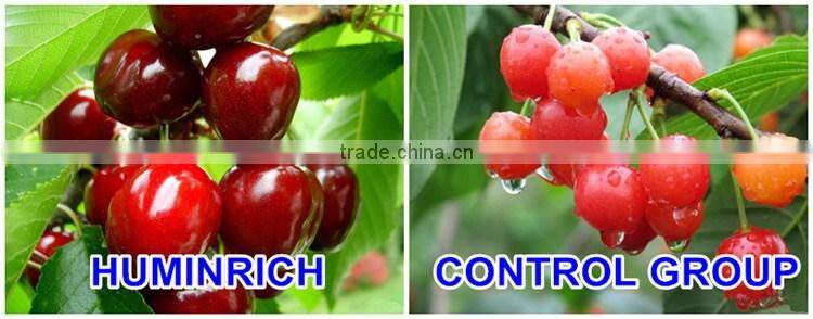 FAQ 9--What Should Pay Attention To Cultivation Of Cherries?