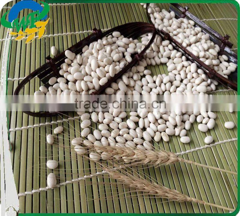 Chinese White Kidney Beans (japanese type)