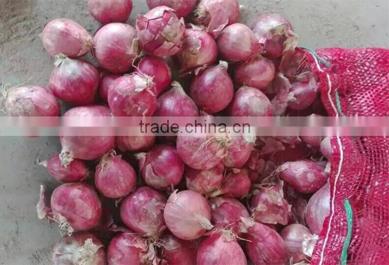 Fresh red/yellow onion high quality from China