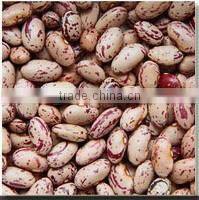 Green Mung Bean with Best Quality