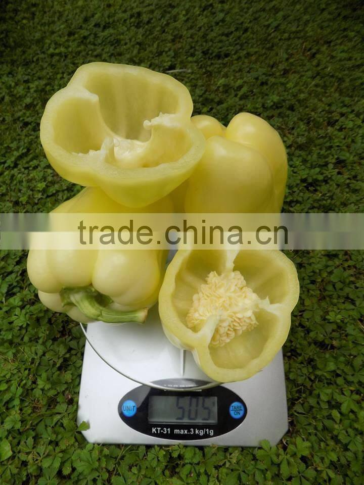 FRESH SWEET PEPPER / BELL PEPPER +84963818434 whatsapp
