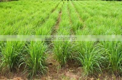 100% Pure & Natural Lemongrass Oil