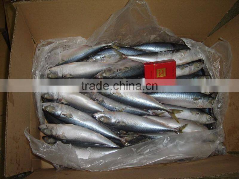 Frozen Mackerel Prices