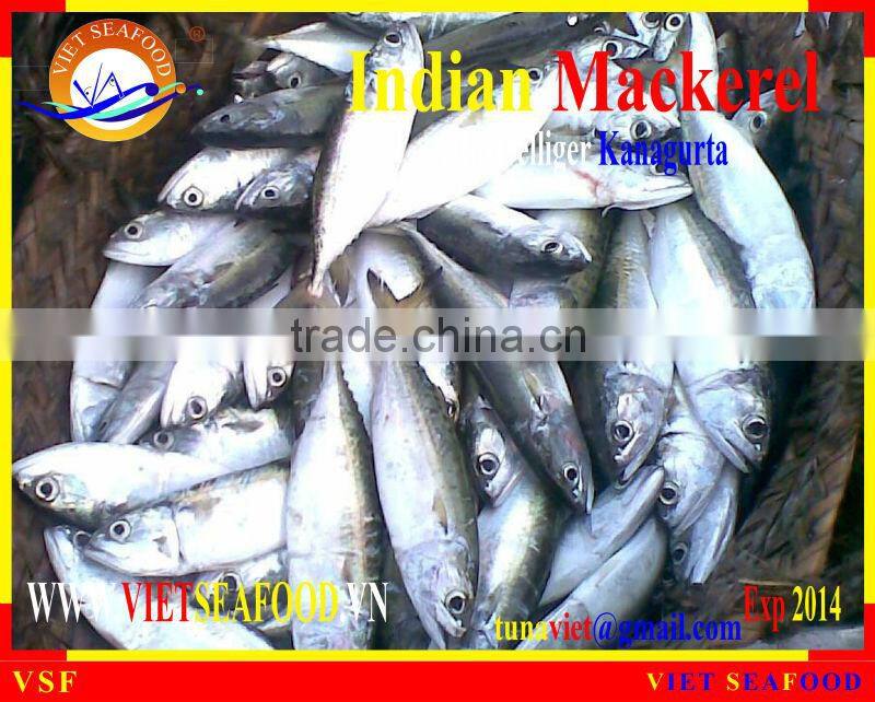 FROZEN W/R INDIAN MACKEREL