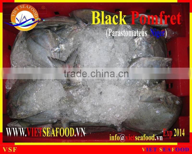 W/R FROZEN BLACK POMFRET