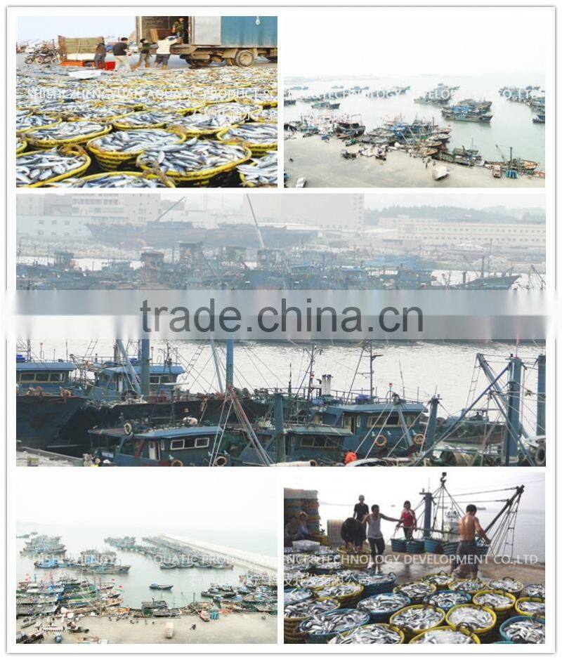 20cm+ pacific mackerel low price