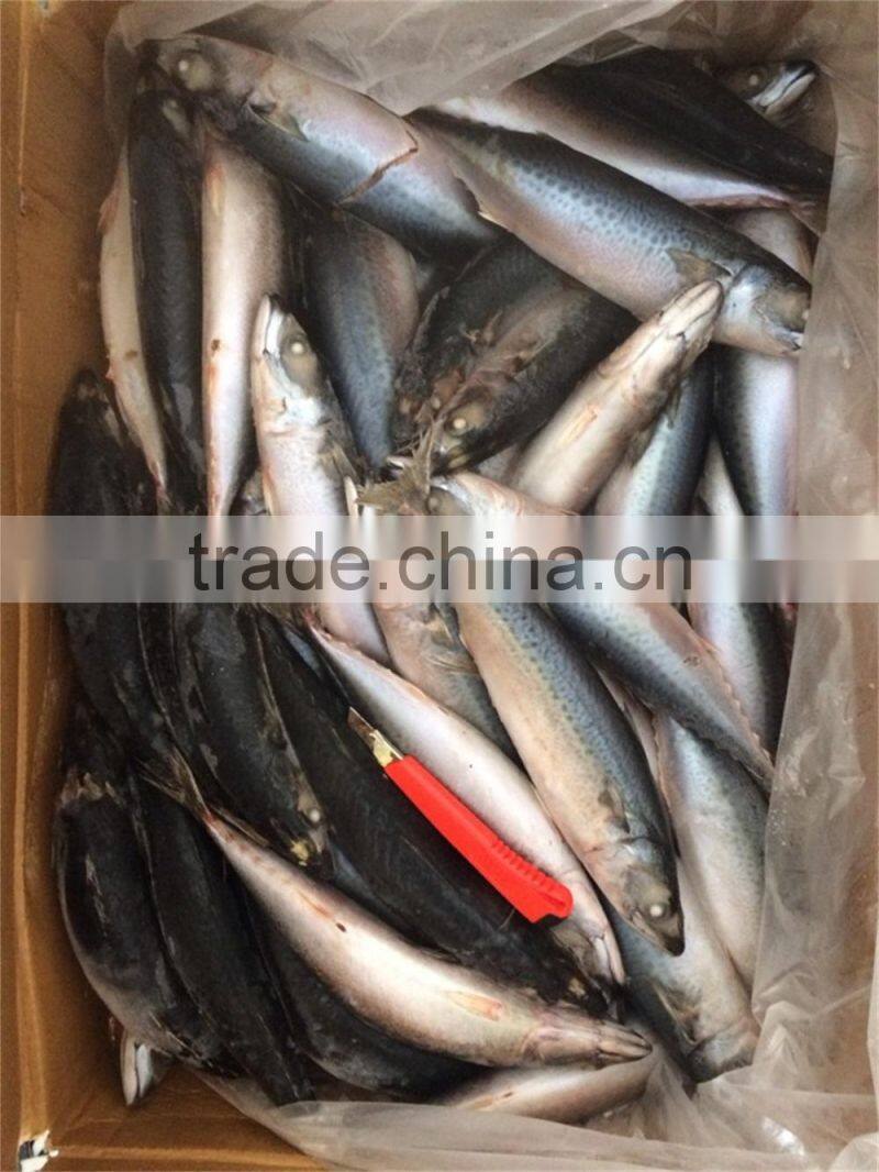 frozen mackerel hot selling