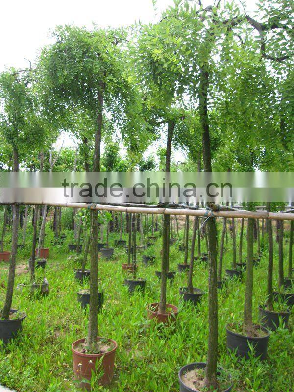 Sophora japonica landscaping plants