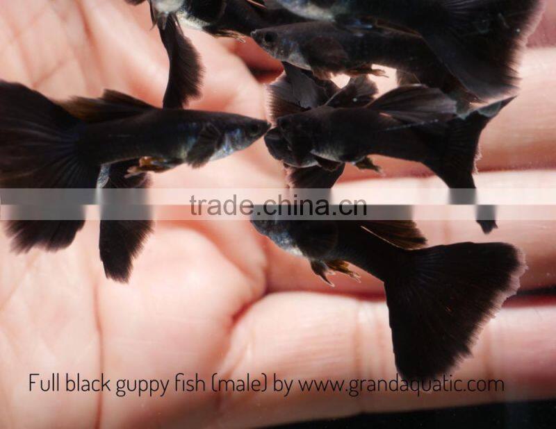 Full black guppy for Freshwater Aquarium fish export company from Thailand