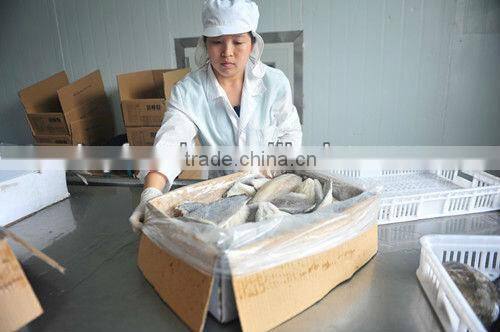 Frozen Ribbon fish WR