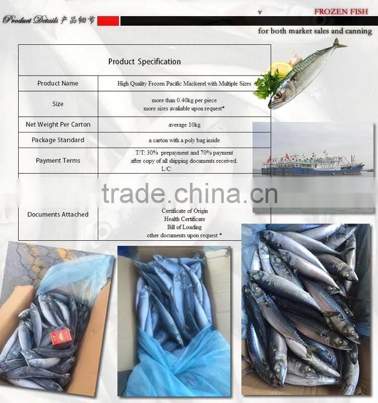 Scombor Japonicus Frozen Pacific Mackerel multiple size Light catch land frozen, unit size: 4-5pcs/kg, 8-10pcs/kg