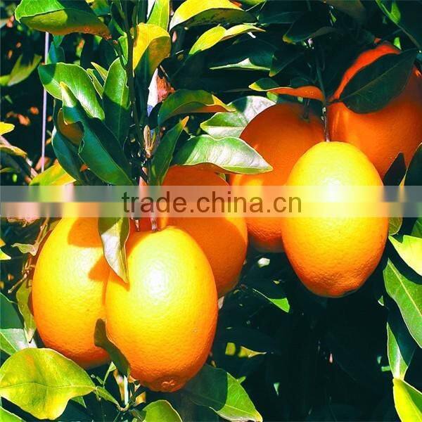 Factory Supply blood orange