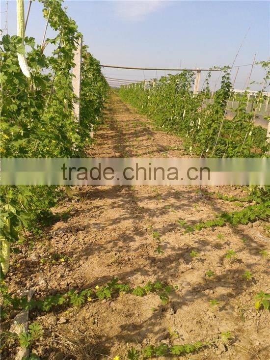 Chinese vegetable seeds Hybrid bitter melon seeds Bitter gourd seeds for growing-Spring cui F1