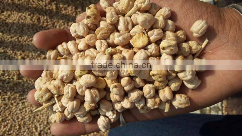 Indian chickpeas