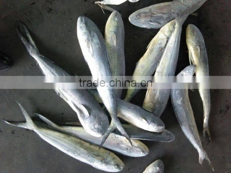 ready stock sea frozen mahi mahi whole round 2kgs + ,big size