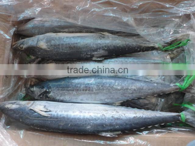 frozen whole spanish mackerel for sale