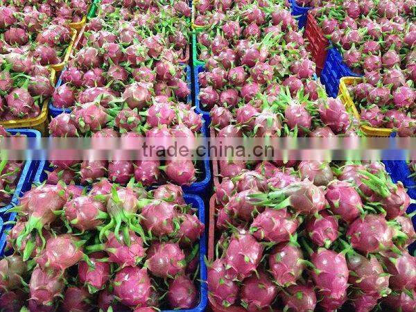 Fresh Dragon Fruit