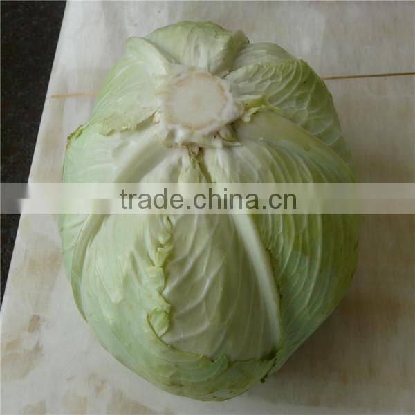 chinese round cabbage