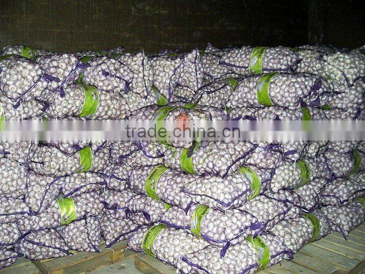 2011 new crop fresh big garlic(mesh bag)
