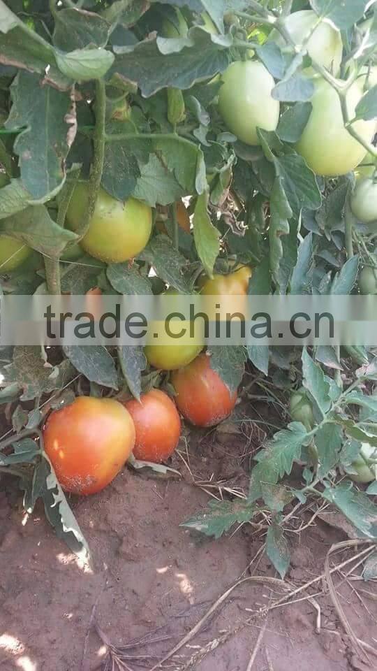 Red Jumbo F1 Hybrid Tomato Seeds