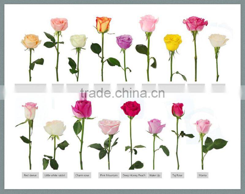 Wholesale fresh cut flower rose plants of various colors