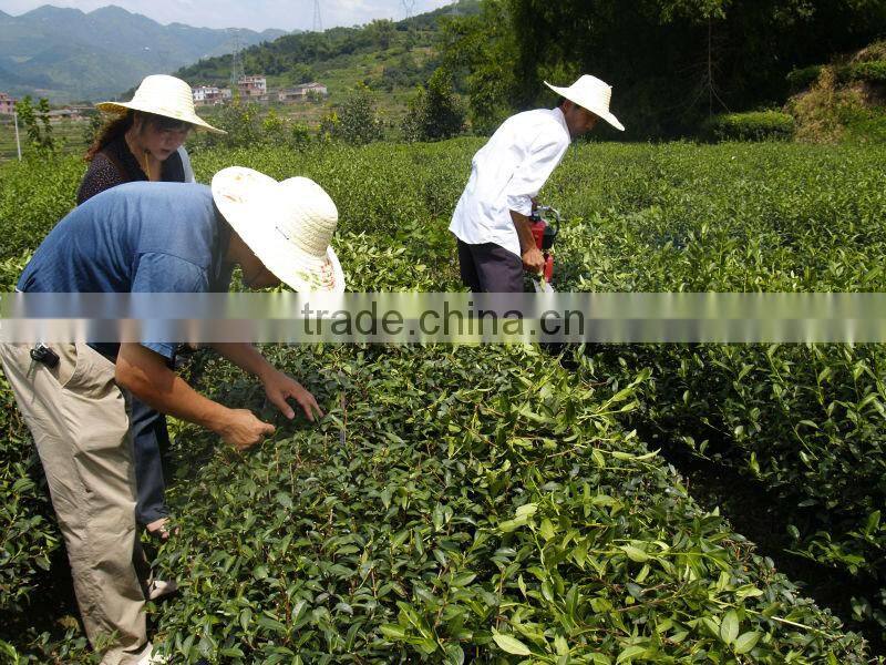 Hand hold hedge trimmer for afforestation of garden and city