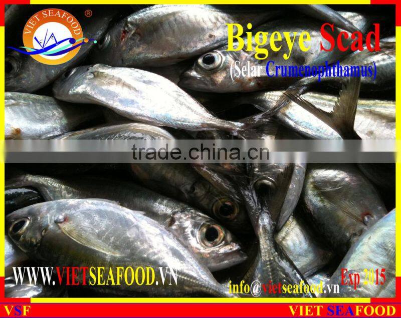 FROZEN BIGEYE SCAD WHOLE ROUND