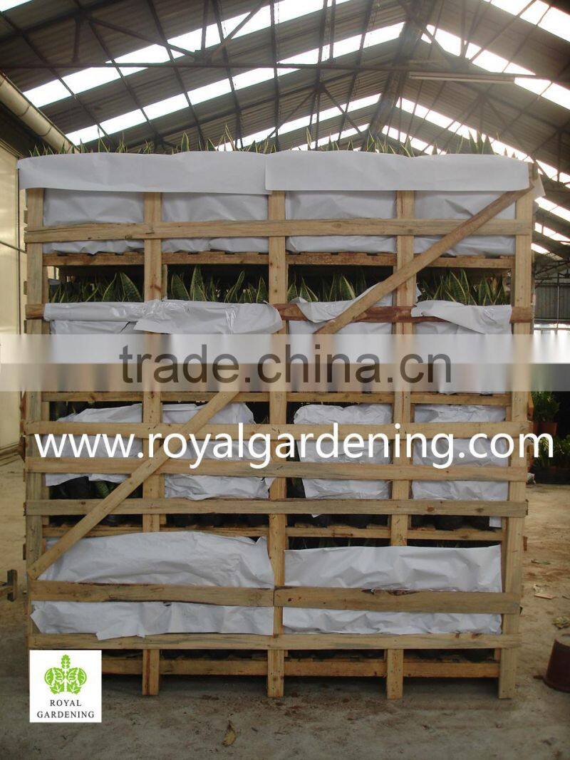 Sansevieria trifasciata(Snake Plant )Ornamental Plants