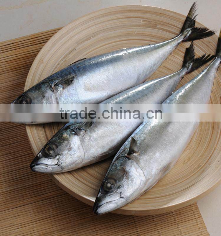 frozen fish (pacific mackerel 200-300g)