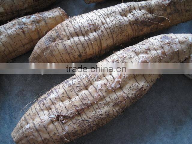 2015 fresh harvest Pueraria lobata arrow root