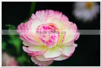 valentine's day wholesale good quality bright yellow fresh fan columbine from china